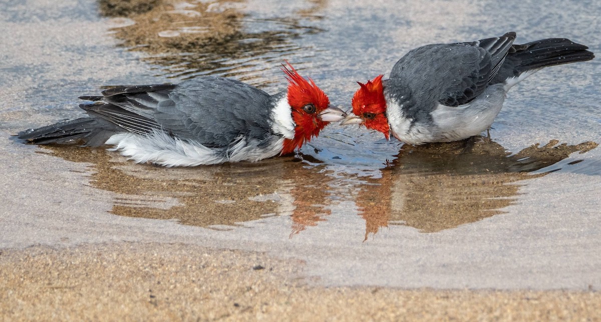 Red-crested Cardinal - ML612987019
