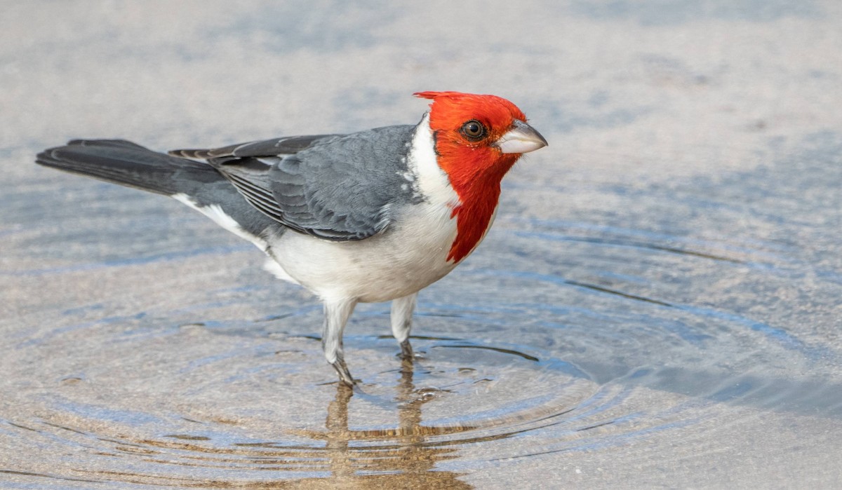 Red-crested Cardinal - ML612987020