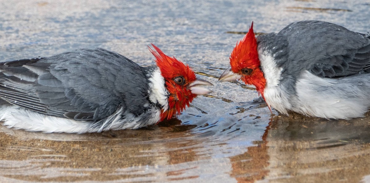 Red-crested Cardinal - ML612987021