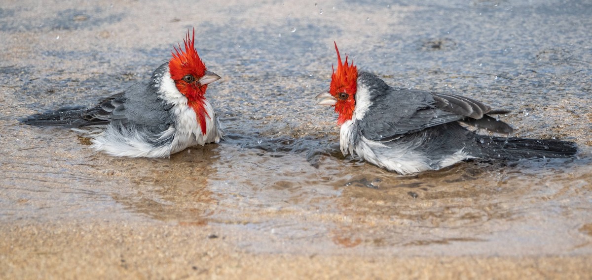 Red-crested Cardinal - ML612987025