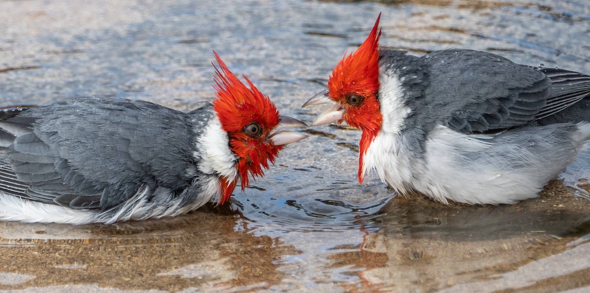 Red-crested Cardinal - ML612987026