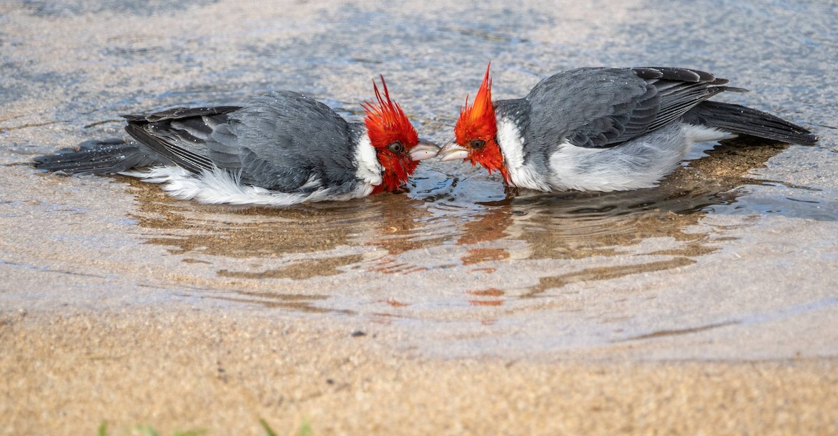 Red-crested Cardinal - ML612987028