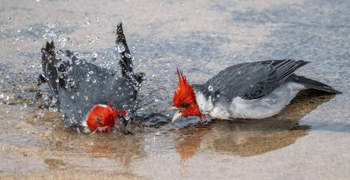 Red-crested Cardinal - ML612987030
