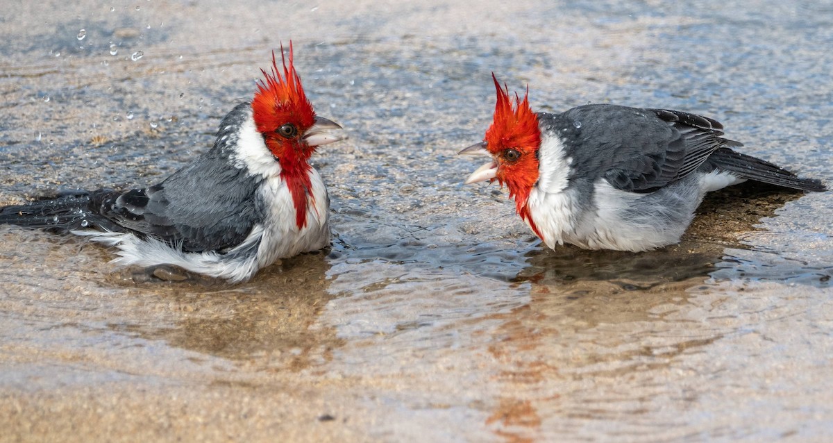 Red-crested Cardinal - ML612987034