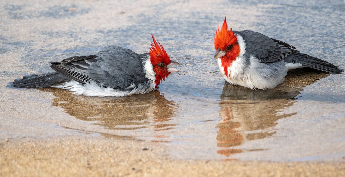 Red-crested Cardinal - ML612987047