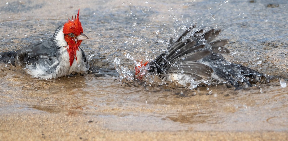 Red-crested Cardinal - ML612987058