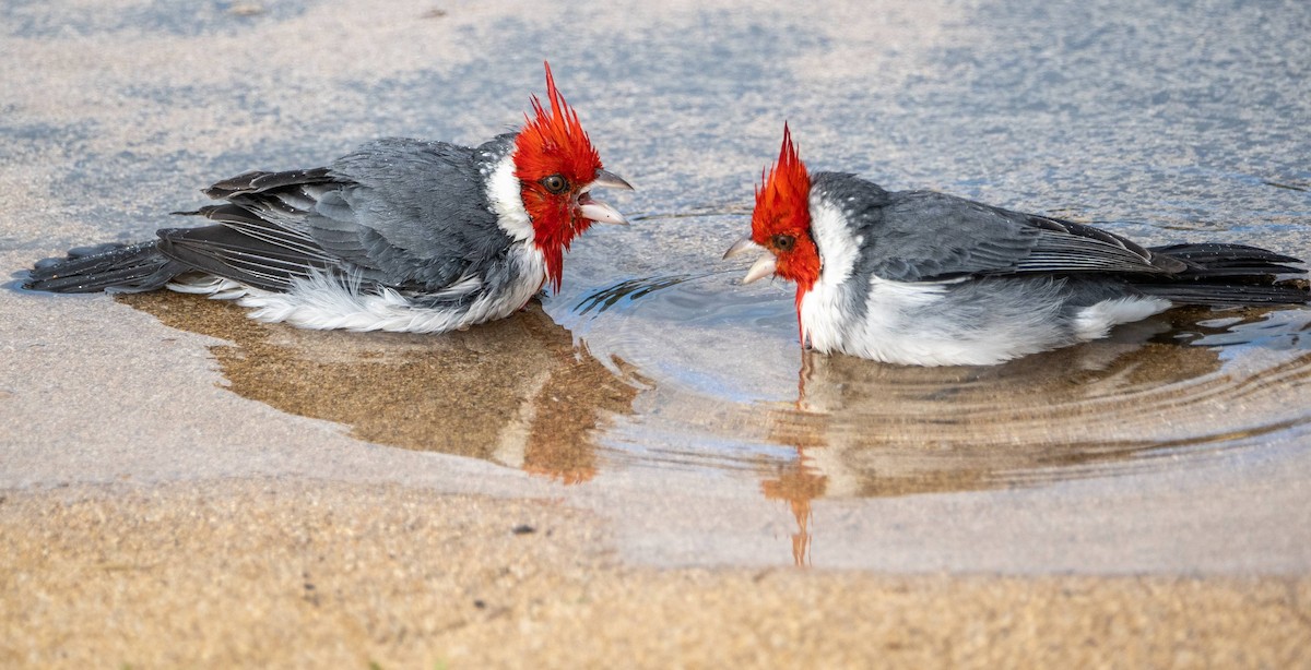 Red-crested Cardinal - ML612987060