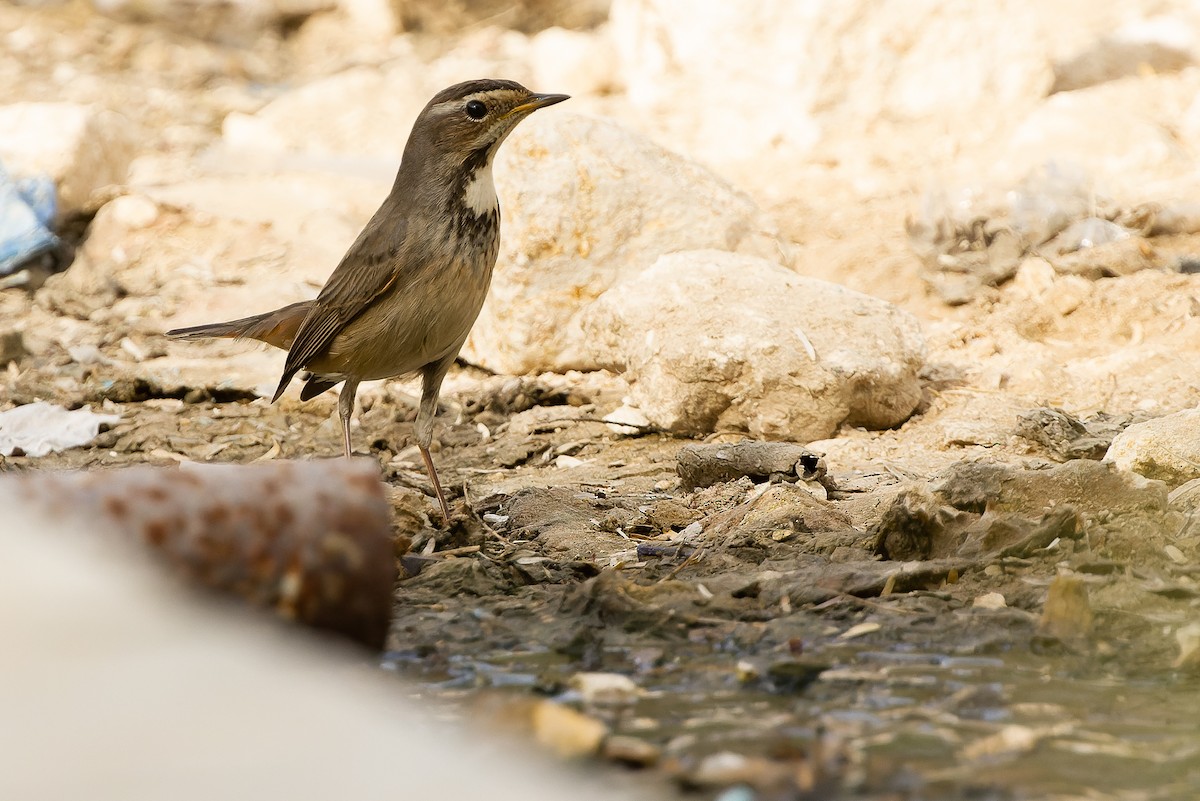 Bluethroat - ML612987070