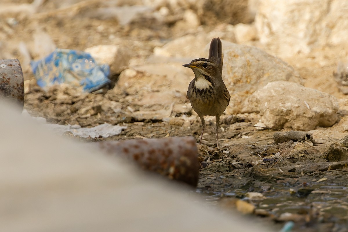 Bluethroat - ML612987072