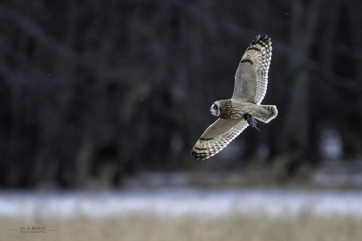 Short-eared Owl - Matthew Bode