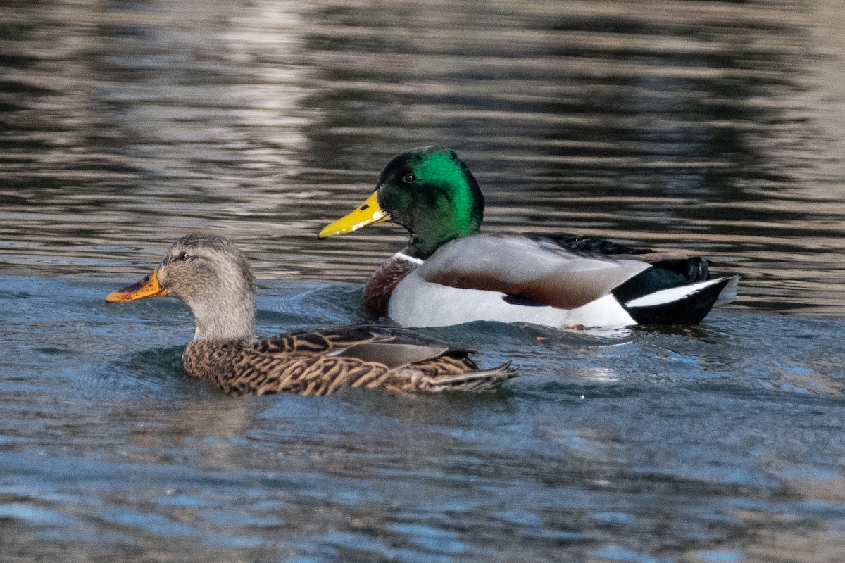 Mallard - ML612987164