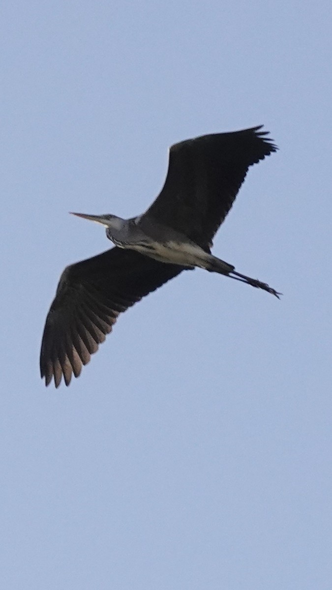 Gray Heron - Aynur Tosun