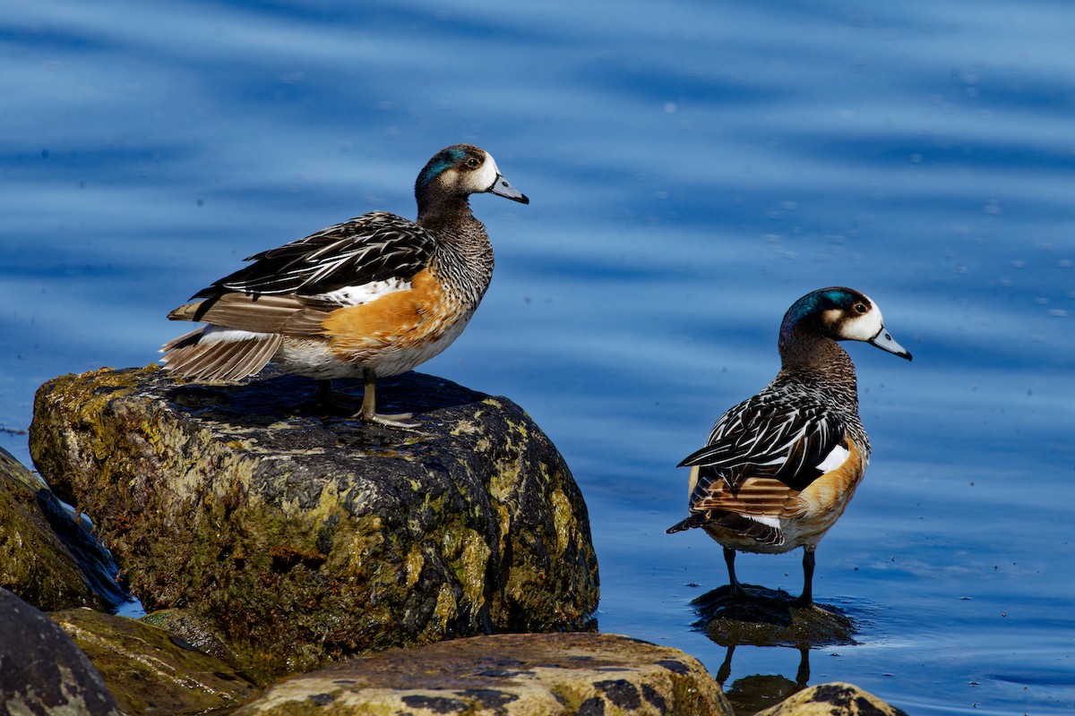 Chiloe Wigeon - ML612987211