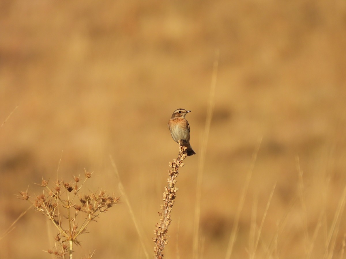 Whinchat - Aynur Tosun