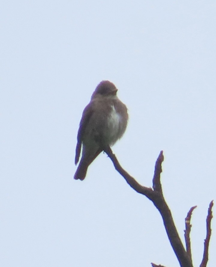 Olive-sided Flycatcher - ML612987230