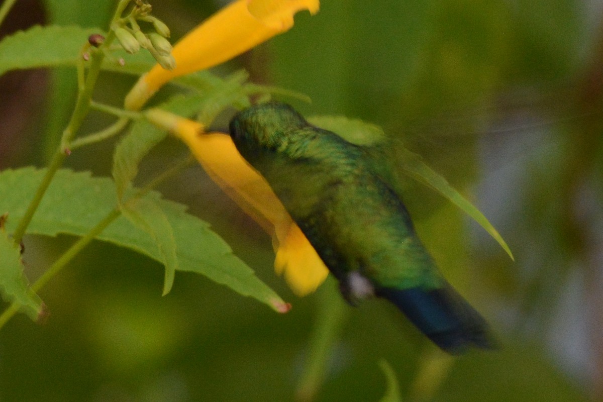 Blue-tailed Emerald - ML612987278