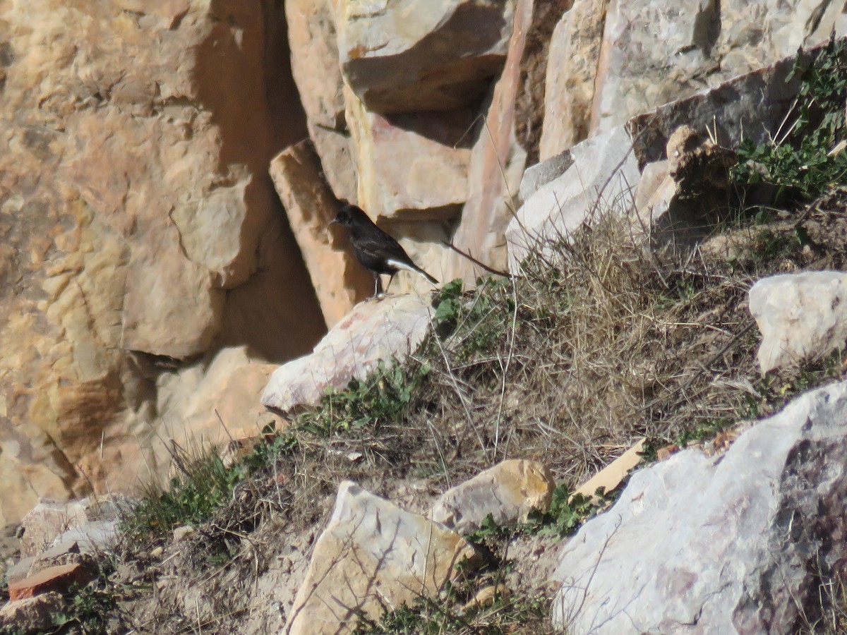 Black Wheatear - ML612987285