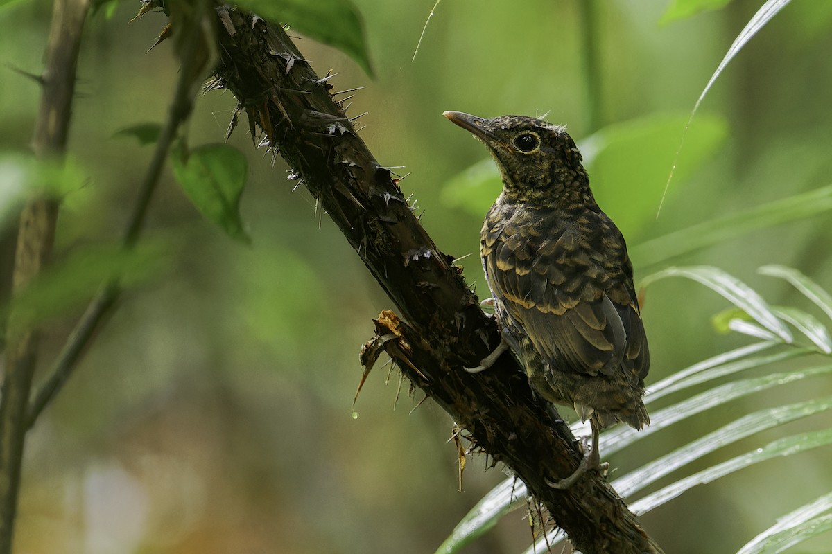 Sri Lanka Thrush - ML612987307