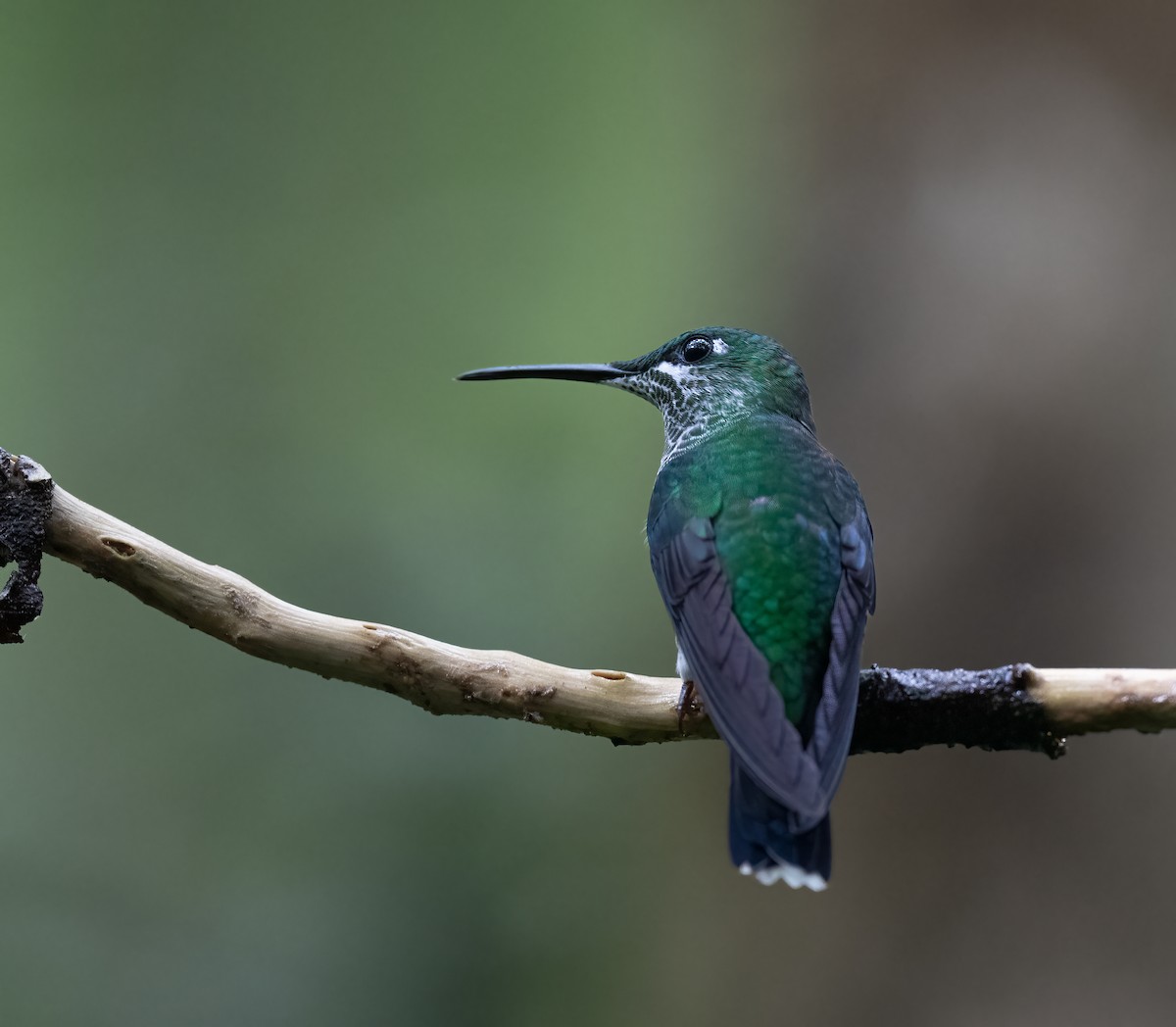 Green-crowned Brilliant - Jane Hurst