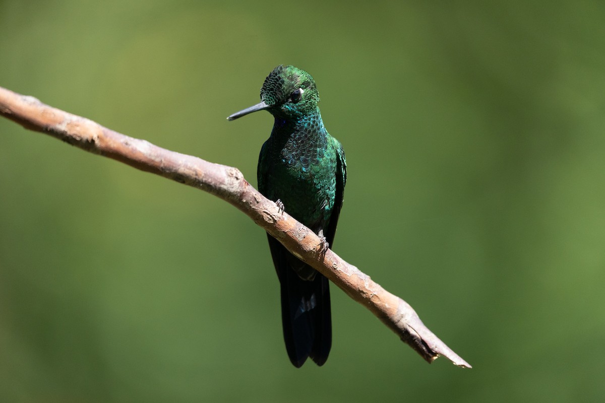 Green-crowned Brilliant - Jane Hurst