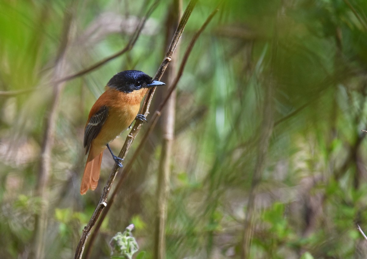 Malagasy Paradise-Flycatcher - Mark Whiffin