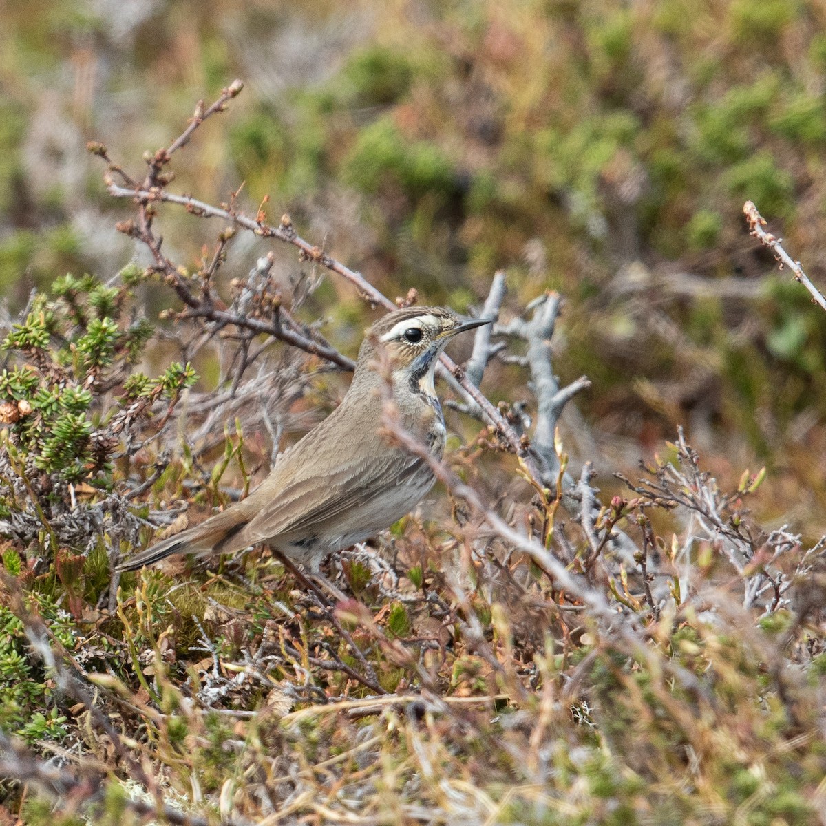 Bluethroat - ML612987421