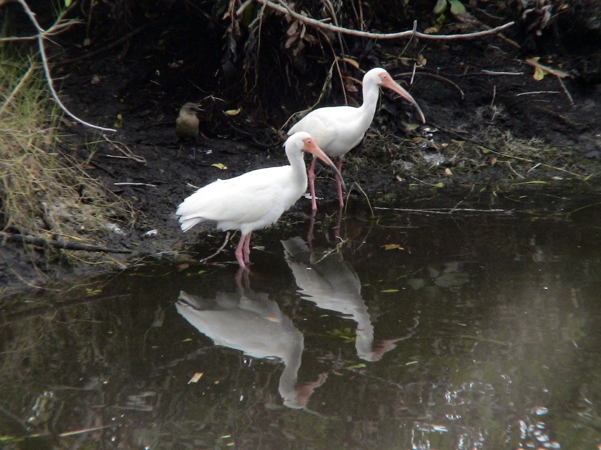 Ibis blanc - ML612987460