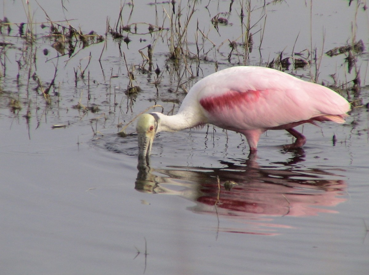 Roseate Spoonbill - ML612987461