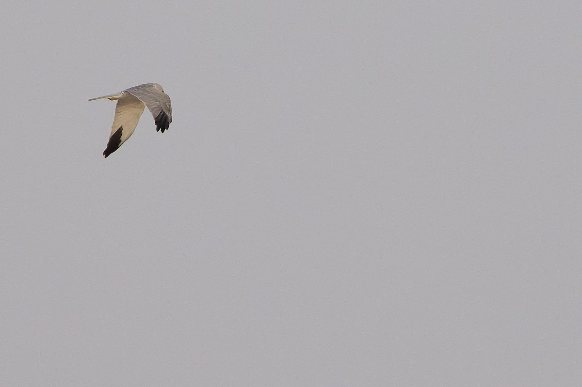 Pallid Harrier - ML612987598