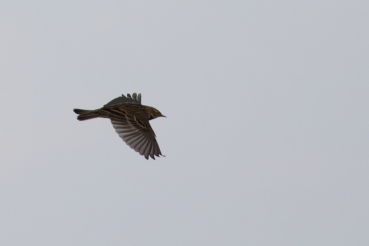 Red-throated Pipit - Joachim Bertrands