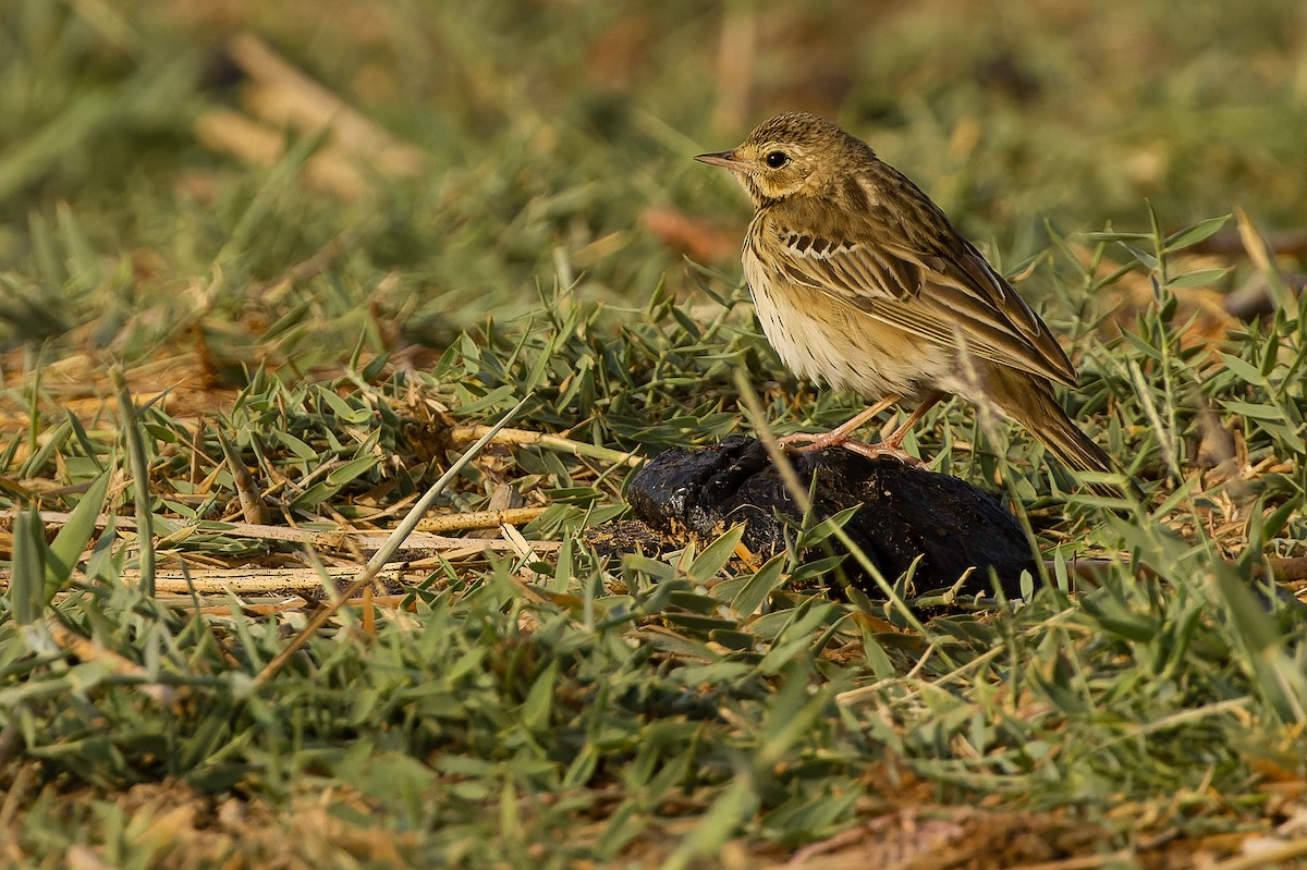 Tree Pipit - Joachim Bertrands