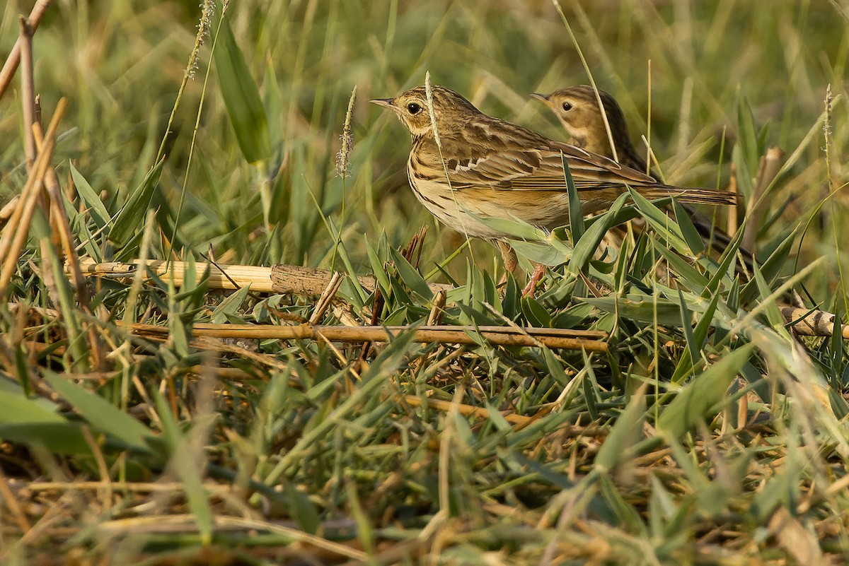 Tree Pipit - Joachim Bertrands