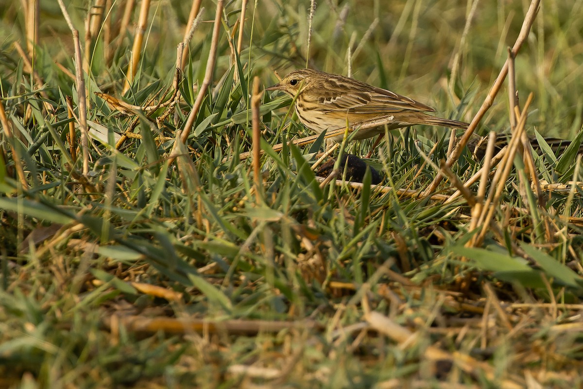 Tree Pipit - Joachim Bertrands