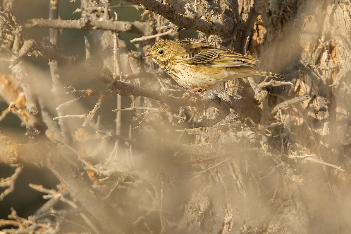 Tree Pipit - Joachim Bertrands