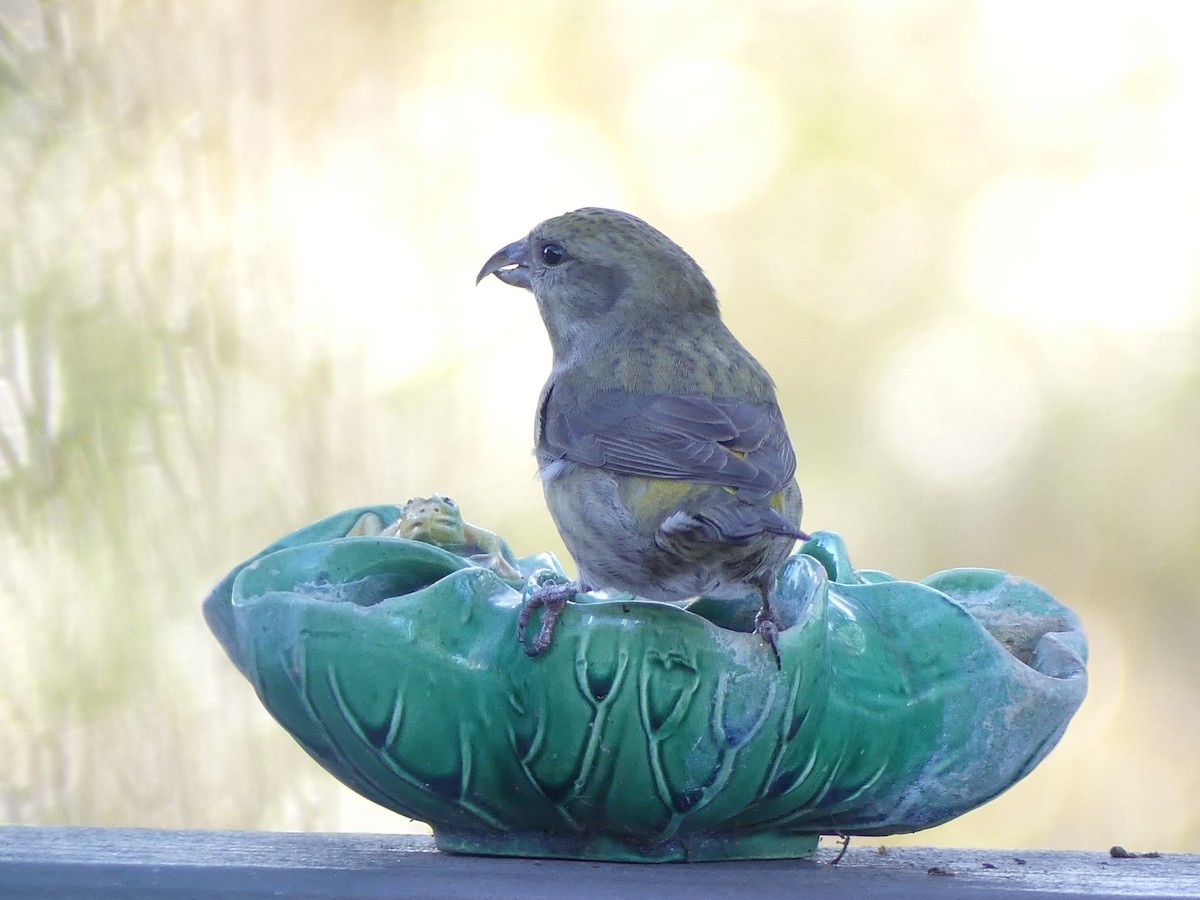 Red Crossbill - ML612987663