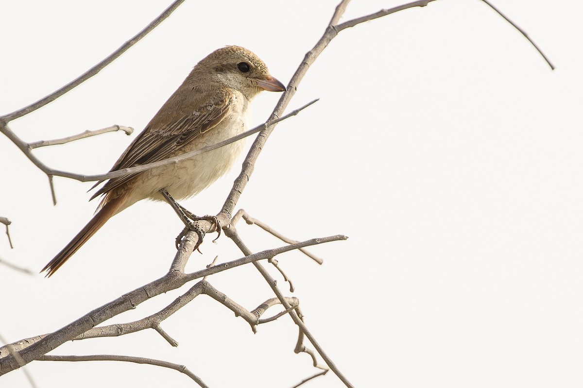 Red-tailed Shrike - Joachim Bertrands