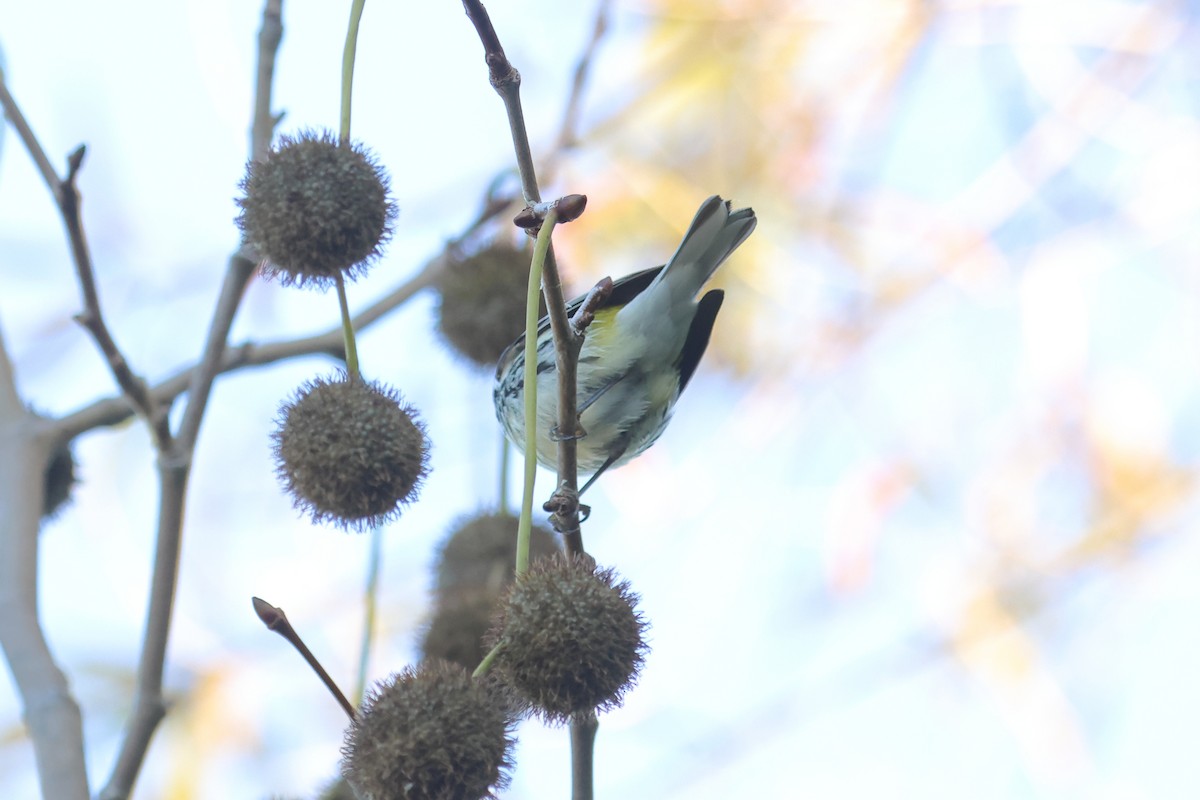Black-throated Green Warbler - Tom Fangrow