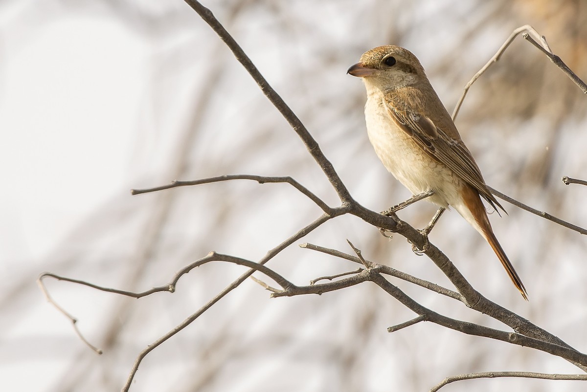 Red-tailed Shrike - ML612987690