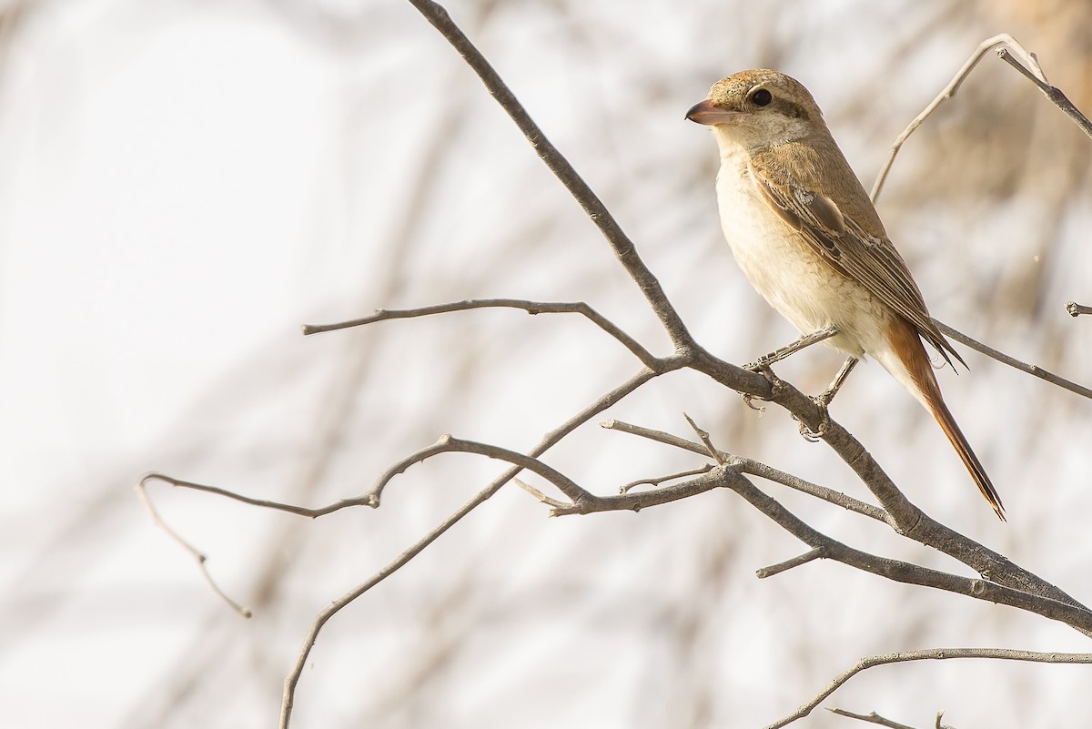 Red-tailed Shrike - Joachim Bertrands