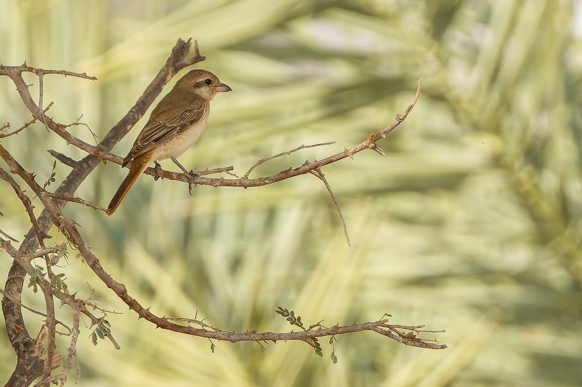 Red-tailed Shrike - ML612987698