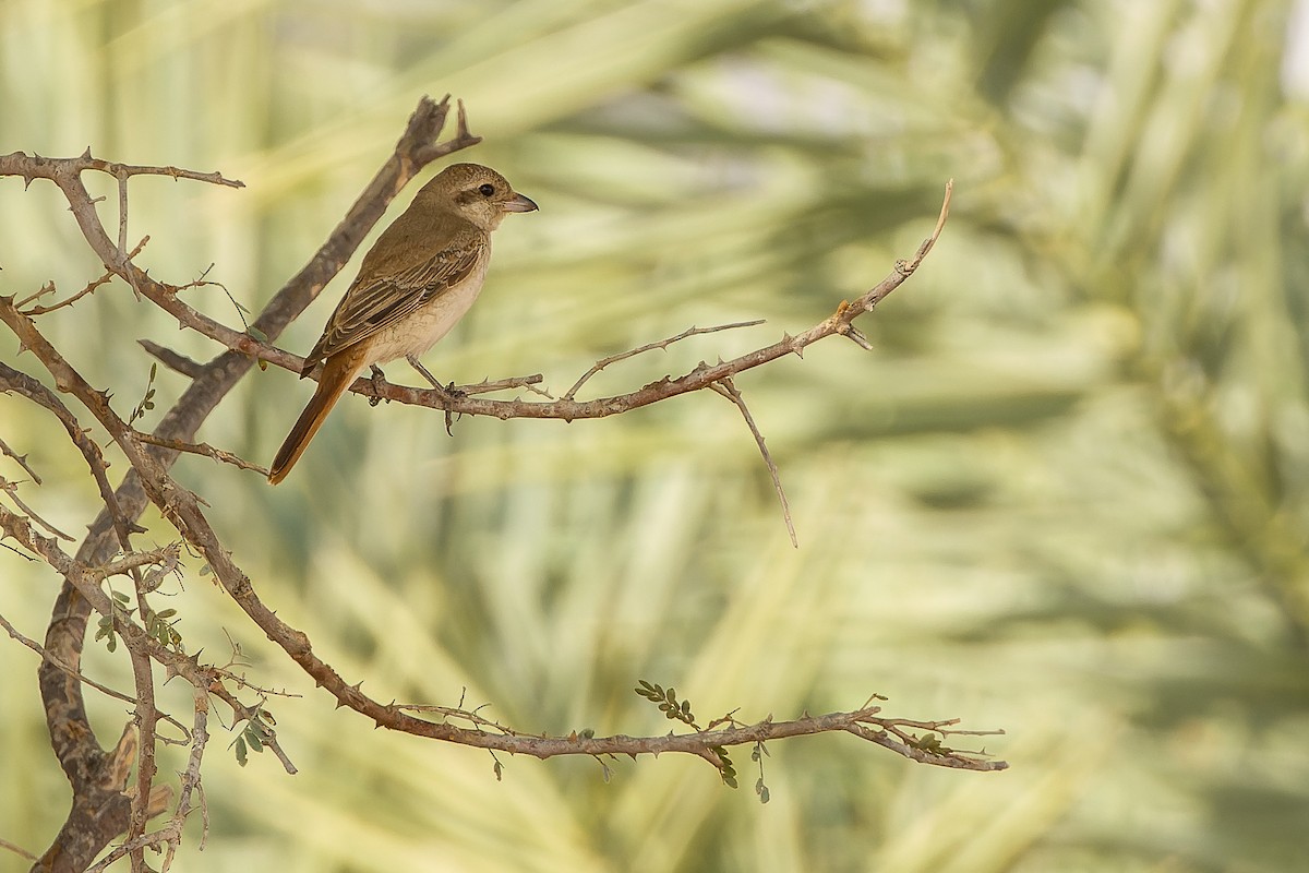 Red-tailed Shrike - ML612987699