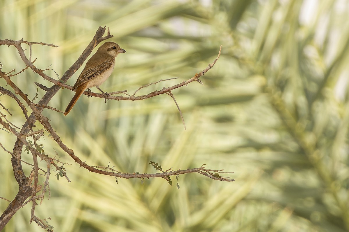 Red-tailed Shrike - Joachim Bertrands