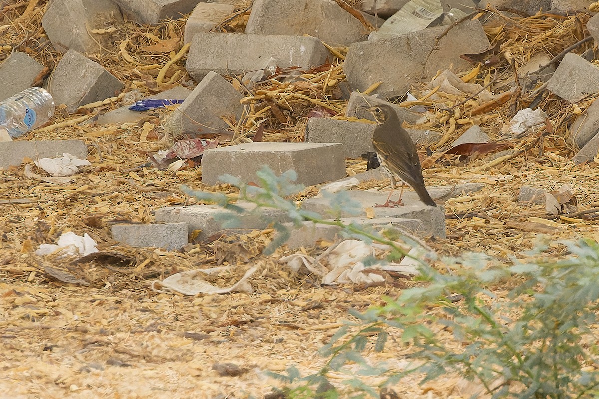 Song Thrush - Joachim Bertrands