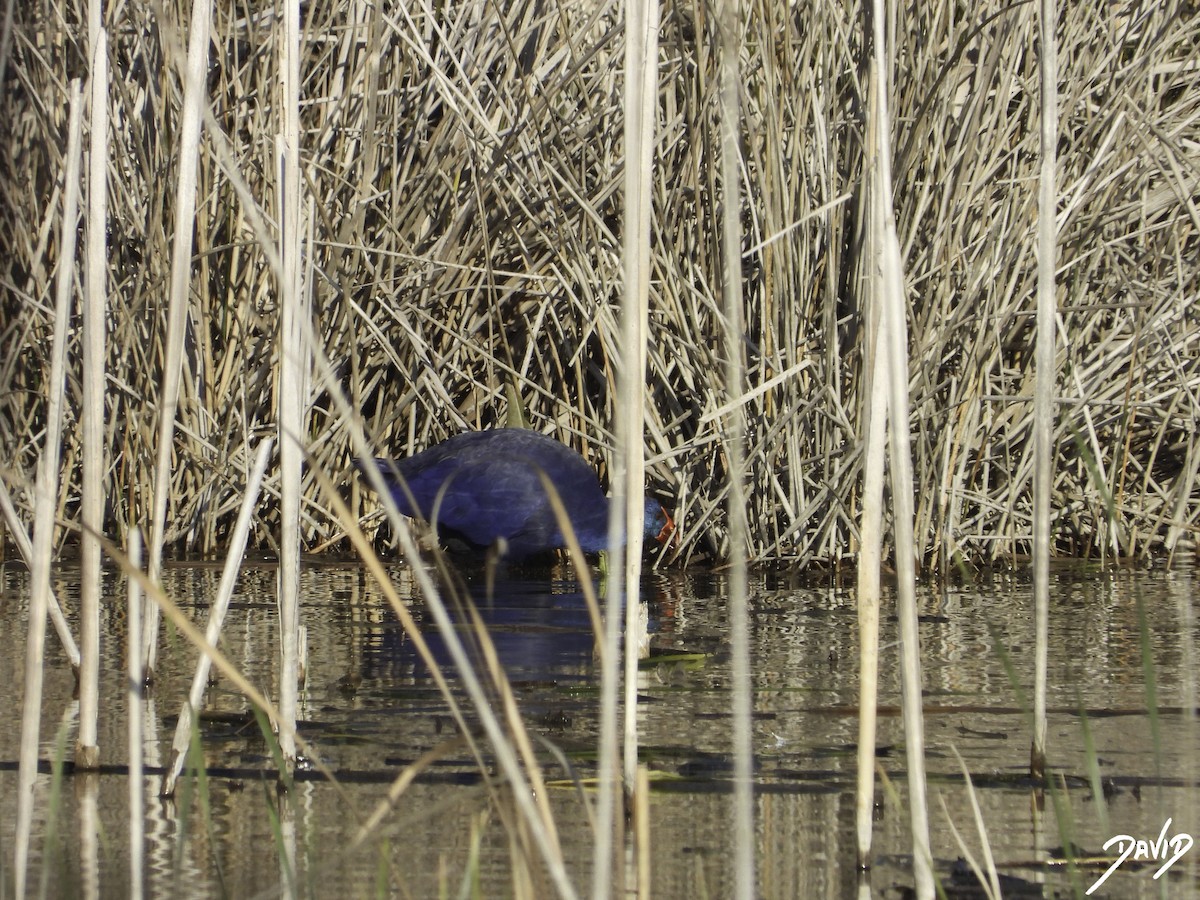 Western Swamphen - ML612987732