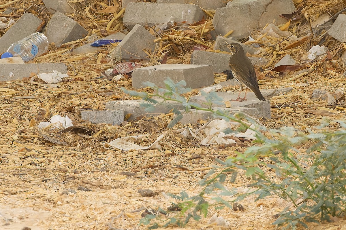 Song Thrush - Joachim Bertrands