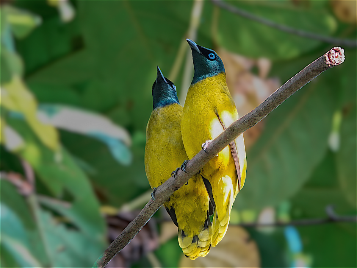 Black-headed Bulbul - Dipayan Chakraborty