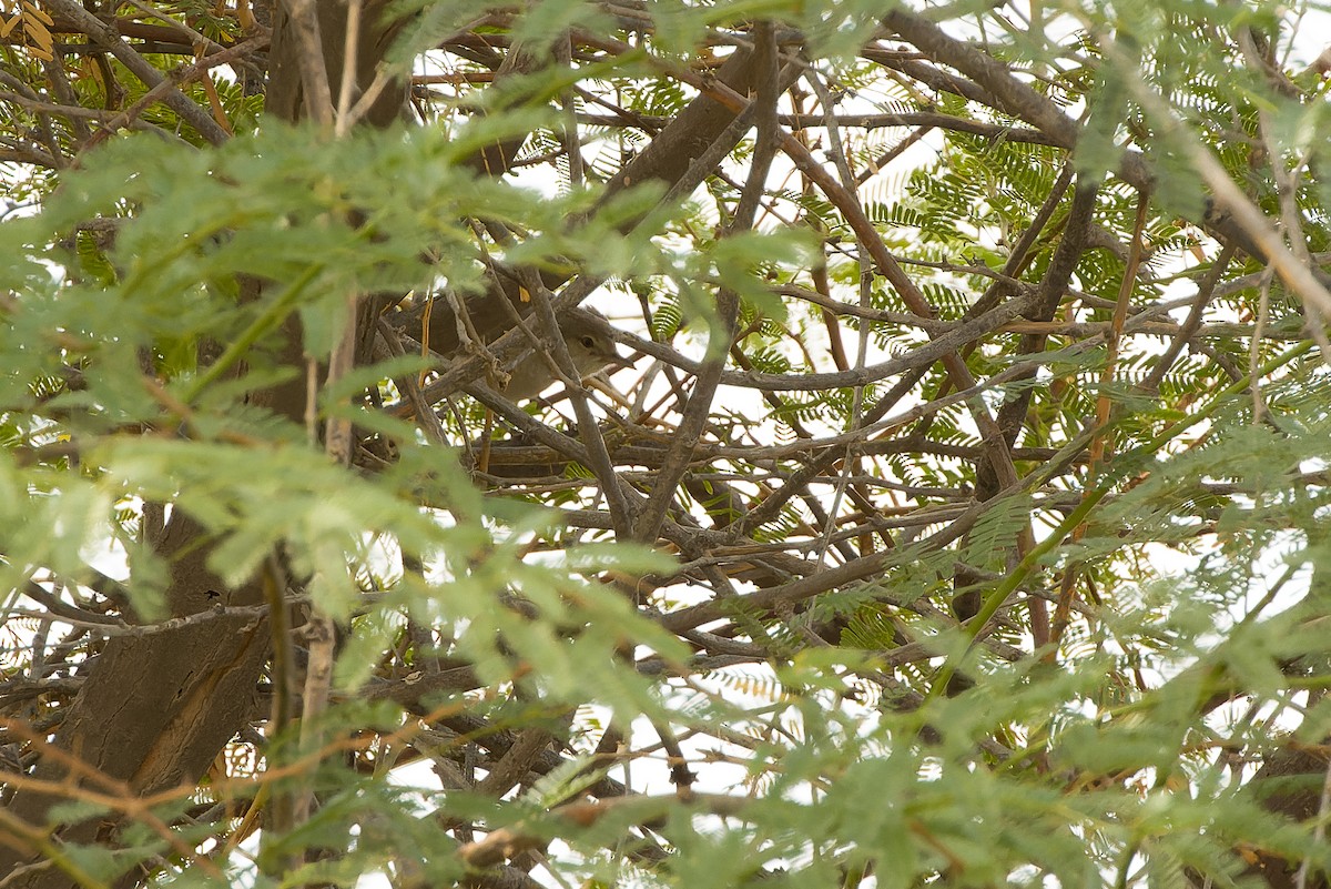 Barred Warbler - ML612987756