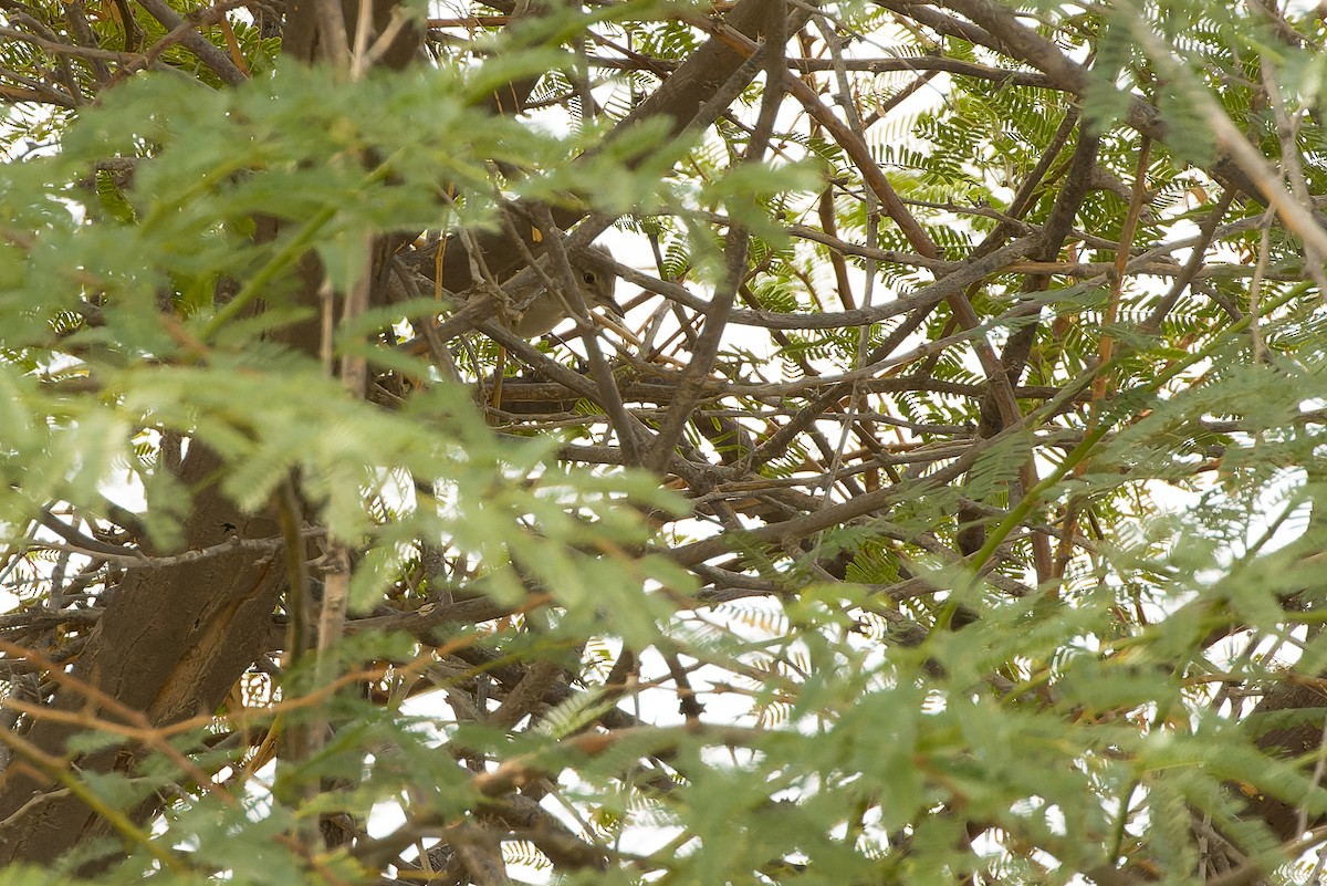 Barred Warbler - ML612987757