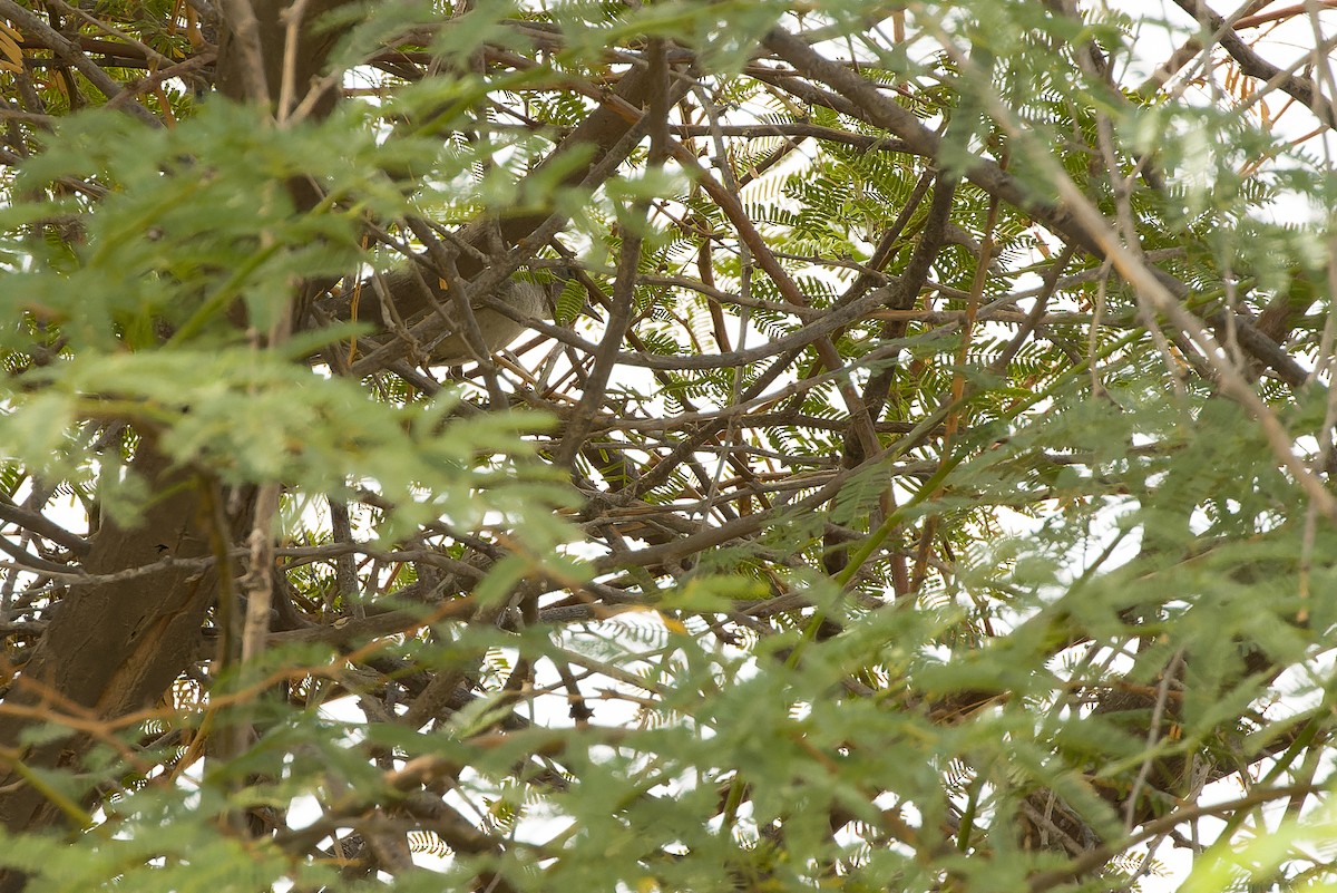 Barred Warbler - ML612987759