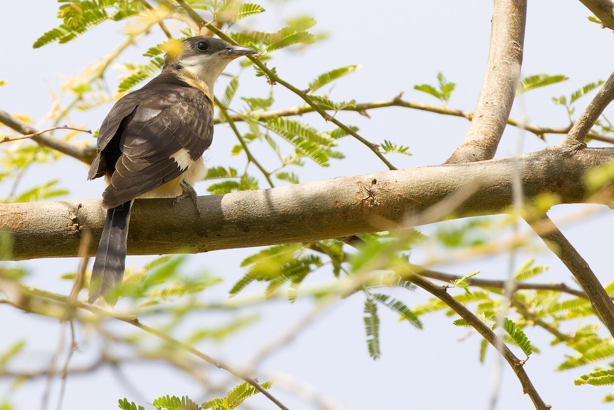 Pied Cuckoo - ML612987771